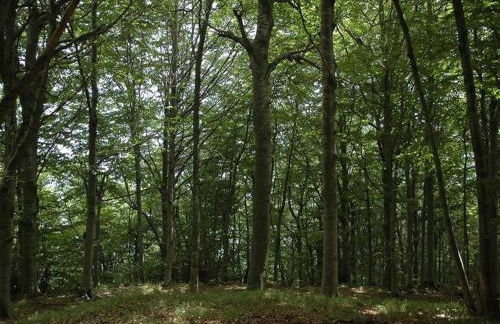 Woodland Escape With Pool - Foto 66