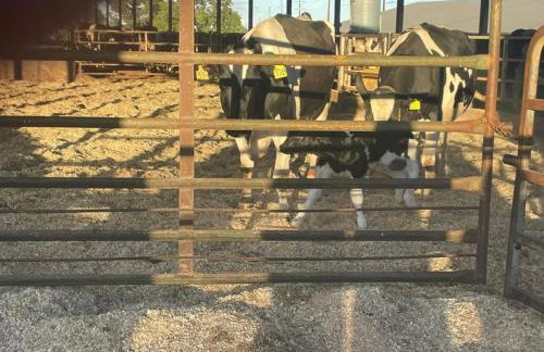 Farmhouse at Landyshade - Foto 13