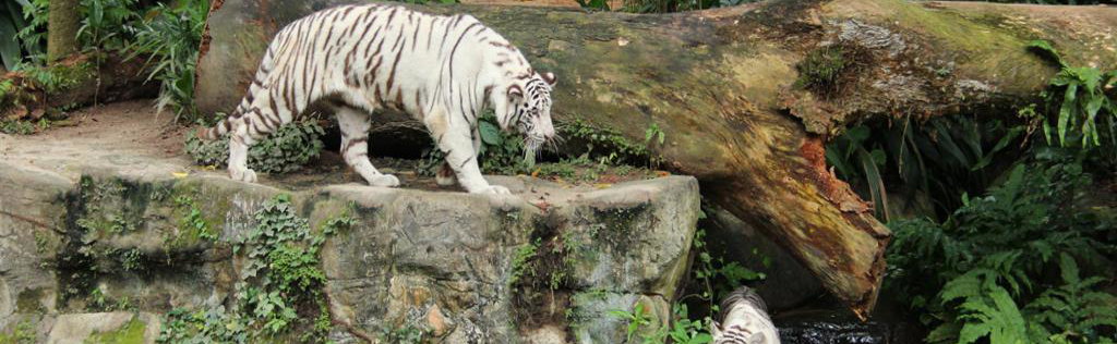 Zoo de Singapur con Tram Ride - Foto 1