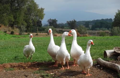 Mas Cabrit - Foto 28