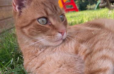 Ferienwohnung Schöne Aussicht Pension Volgenandt - Foto 23