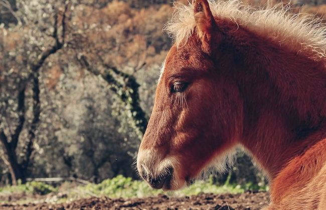 La Tenuta - Resort Agricolo - Foto 39
