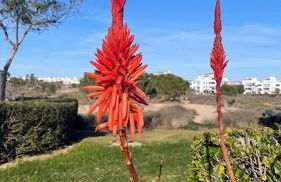 Golf View Apartment - Foto 37