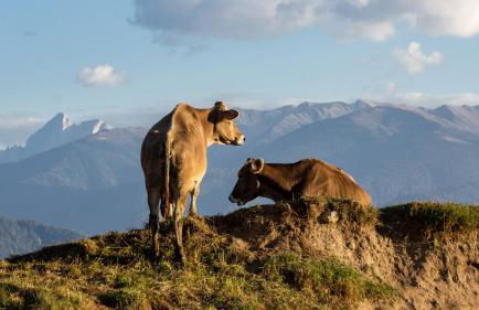 Residence Speckerhof - Foto 43