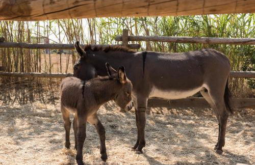 Pensão Agrícola - Foto 11