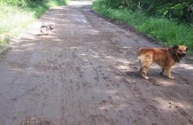 Un letto nel cortile - Foto 35