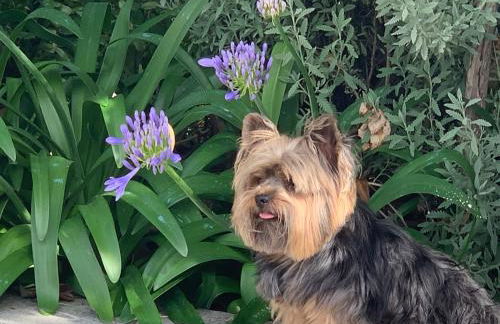 Casa 1-Quinta dos Penedos - Foto 35