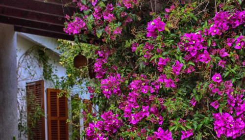 Chalet Tres Mares, Cala Millor - Foto 4, Garden, Garden view