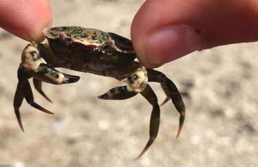 Gîte Bihan 4P piscine ou jacuzzi - Foto 29