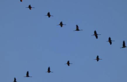 Les Jardins de la quiétude - Foto 20