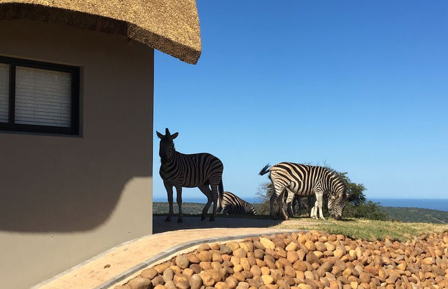 JBay Zebra Lodge - Photo 65