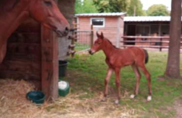 Domaine de Valmeray la roulotte d'Elise - Foto 26