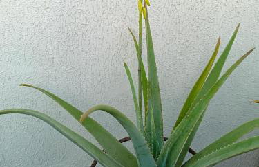 Villa Domenico - Foto 61