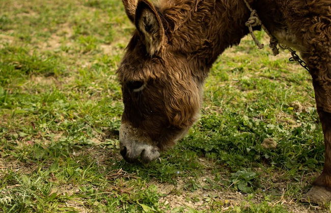Al Regio Tratturo - Foto 26