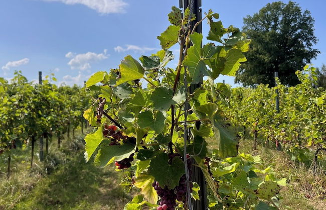 Stare Sady Kopytówka - Photo 54