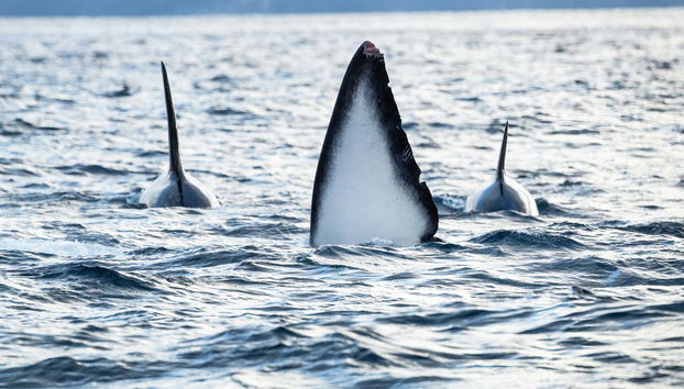 Whale Watching Fjord Cruise - Photo 2
