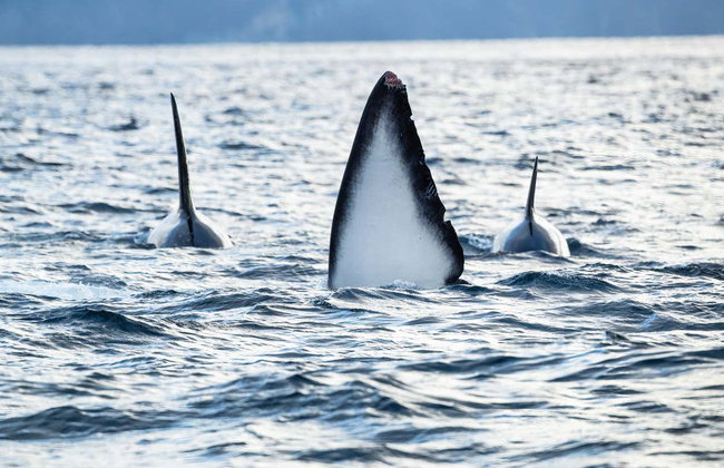 Avistamiento de ballenas en los fiordos noruegos - Foto 2