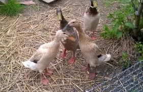 Apartment Meyerhof - Foto 8