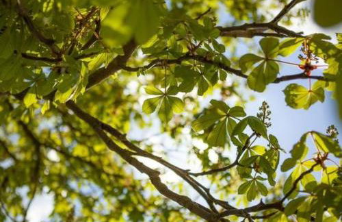 Apartment Am Rückerlhof - Moni by Interhome - Foto 34