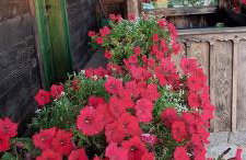 Cozy wooden house Robinia - Foto 37