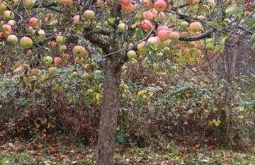 Haus Pfaffenfels - Foto 5