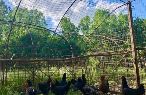 La Casella Antico Feudo di Campagna - Foto 84