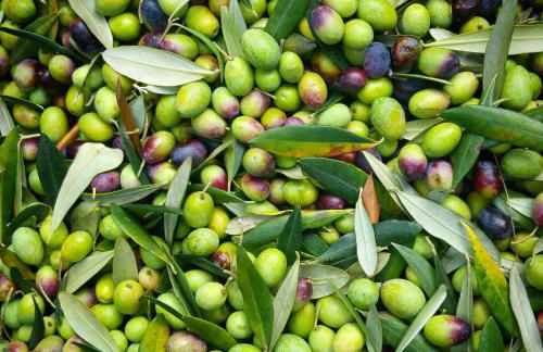 Agriturismo La Fontaccia - Foto 25