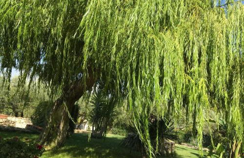 Poggio Delle Palme - Foto 22