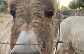 Stazzu Pittorra - Foto 29