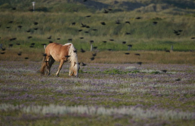 Strandhuus Modern Retreat - Foto 18