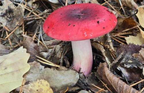 Exklusive Ferienwohnung Bad Salzschlirf - direkt am Waldrand - großer Garten kompett umzäunt - Hunde willkommen - 2 private Stellplätze - Foto 79