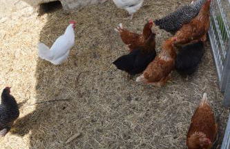 Gästehaus Kirchenbauerhof - Foto 13