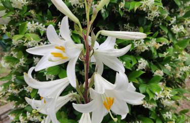 Katerina's Countryside and Sea House - Foto 2