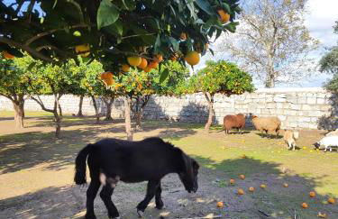 Quinta da Ponte das Hortas 1 - Foto 18
