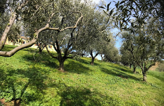 Ancient Country House With Swimming Pool - Foto 37