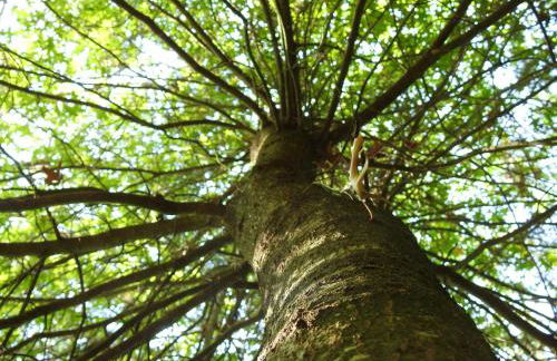 Ideal Villa in Vila Nova de Famalicão with Private Pool - Foto 34