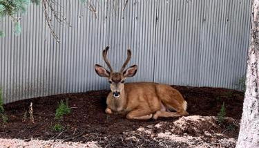 Historic 1895 Home - Foto 5