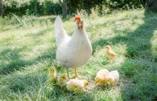 Granducato di Monteballante - Foto 39