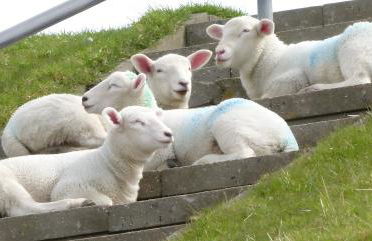 Klaus Jensen , Unter den Linden - Foto 17