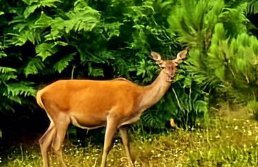 Em Xisto - Casas de Montanha - Casa T1 - Foto 24