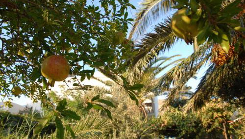 Lilo's Apartments - Foto 5, Garden