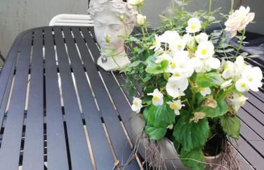 Wohnung Elisabeth - Parkblick - Am Buhl'schen Park 40 - zentrumsnah - Foto 3