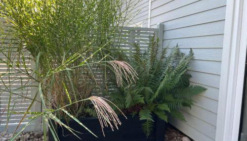 Squirrel - Foto 3, Garden view