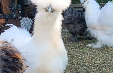 Letnia Oaza "Akacja" - Foto 34