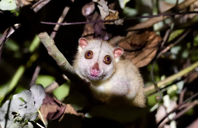 Mamatua N. Saleo Villa - Foto 38