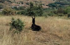 Gîte Les Cadichons de la Grange - Foto 18