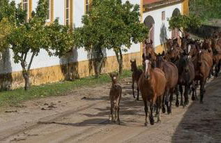Casa das Rosas - Foto 47