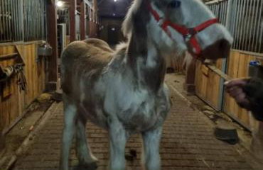 Pensjonat Przy Stajni - Foto 10