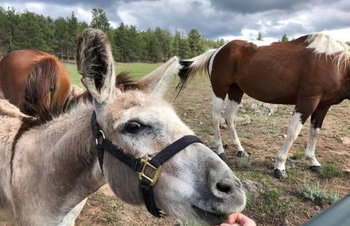 New! Adorable Cabin in Colorado National Forest - Foto 9