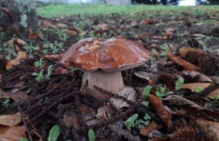 Quinta do Outono - Foto 12